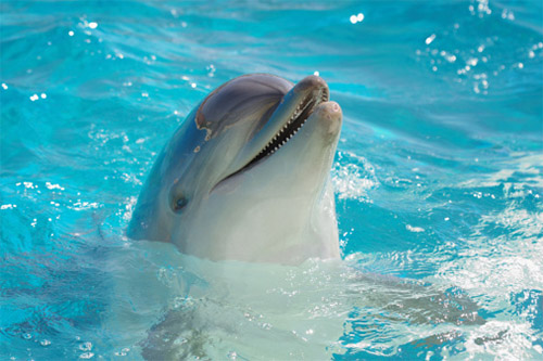 Florida bottle nosed dolphins like this one are often seen on our Daytona Beach scenic boat tours