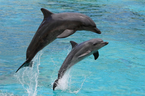Florida bottle nosed dolphins on the Halifax River near Daytona Beach