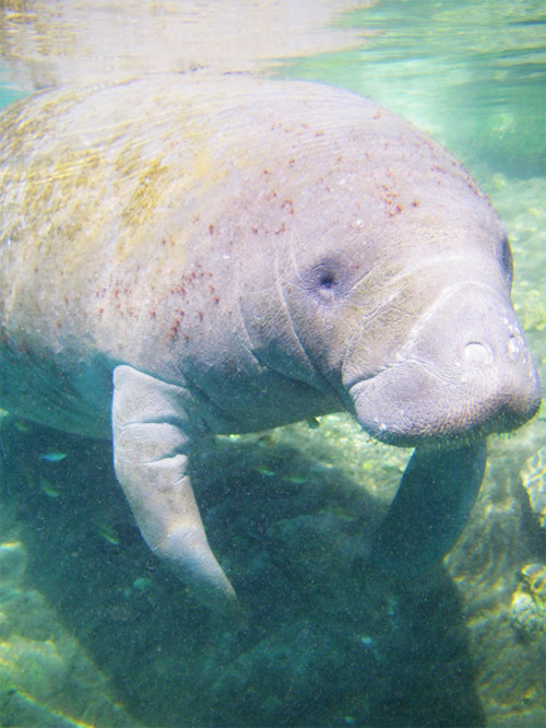 A close-up of a manatee as seen on our Daytona Beach scenic boat charters